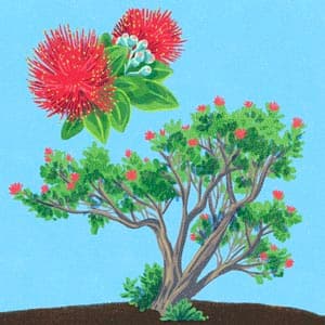 'Ohi'a Lehua illustration