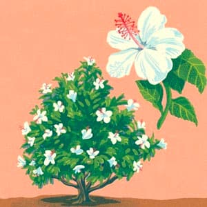 Waimea Hibiscus illustration