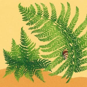 Palapalai Fern illustration